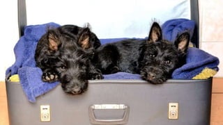 Scottish Terrier Dog Breed Pictures