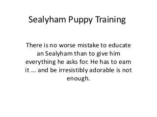 Sealyham Puppy Training

There is no worse mistake to educate
      an Sealyham than to give him
everything he asks for. He has to earn
it ... and be irresistibly adorable is not
                  enough.
 