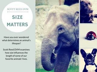 Scott Reed DVM
Size Matters
Have you ever wondered what determines an animal’s
lifespan?
Scott Reed DVM examines how size inﬂuences the length of
some of our favorite animals’ lives.
 