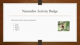 Naturalist Activity Badge
What kind of bird is shown in the picture?
• Crow
• Robin
• Pelican
• Pigeon
 
