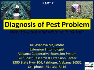 Diagnosis of Pest Problem How to scout and what to look for? Dr. Ayanava Majumdar Extension Entomologist Alabama Cooperative Extension System Gulf Coast Research & Extension Center 8300 State Hwy 104, Fairhope, Alabama 36532 Cell phone: 251-331-8416 PART 2 