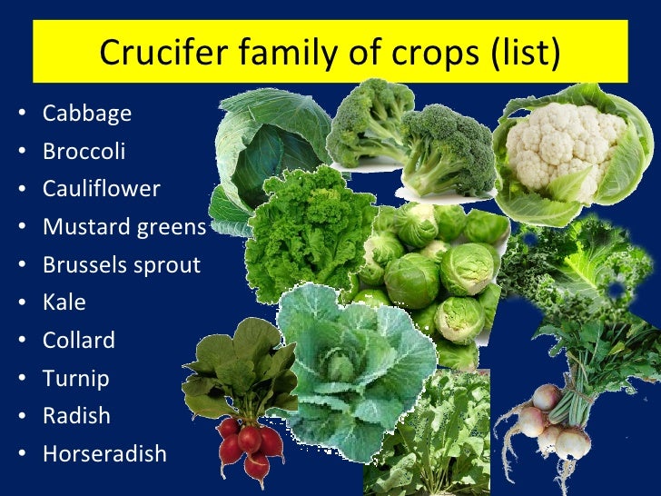 Insect Pests of Tomato and Cole Crops