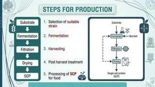 Single Cell Protein: A Sustainable Source of Nutrition | PPTX