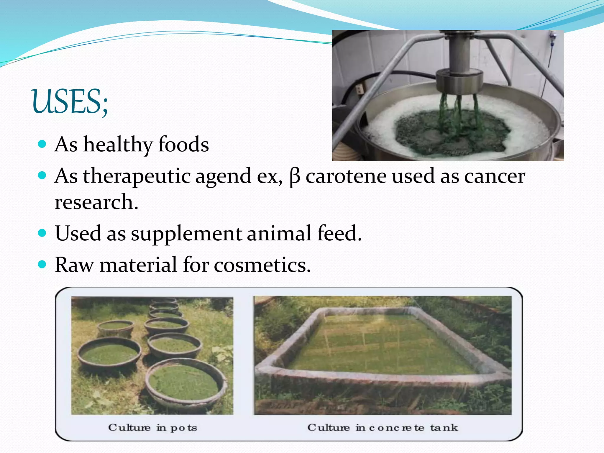 USES;
 As healthy foods
 As therapeutic agend ex, β carotene used as cancer
research.
 Used as supplement animal feed.
 Raw material for cosmetics.
 