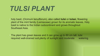 TULSI PLANT
• holy basil, (Ocimum tenuiflorum), also called tulsi or tulasi, flowering
plant of the mint family (Lamiaceae) grown for its aromatic leaves. Holy
basil is native to the Indian subcontinent and grows throughout
Southeast Asia.
• The plant has green leaves and it can grow up to 60 cm tall. tulsi
required well-drained soil,plenty of sunlight and moderate watering.
 