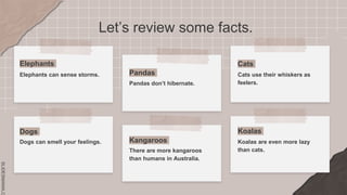 SLIDESMANIA.C
Let’s review some facts.
Elephants
Koalas are even more lazy
than cats.
Dogs
Elephants can sense storms.
Cats
Dogs can smell your feelings.
Pandas
Kangaroos
Koalas
Pandas don’t hibernate.
There are more kangaroos
than humans in Australia.
Cats use their whiskers as
feelers.
 