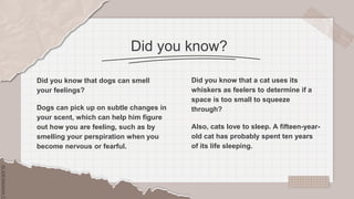 SLIDESMANIA.C
SLIDESMANIA.C
Did you know?
Did you know that a cat uses its
whiskers as feelers to determine if a
space is too small to squeeze
through?
Also, cats love to sleep. A fifteen-year-
old cat has probably spent ten years
of its life sleeping.
Did you know that dogs can smell
your feelings?
Dogs can pick up on subtle changes in
your scent, which can help him figure
out how you are feeling, such as by
smelling your perspiration when you
become nervous or fearful.
 