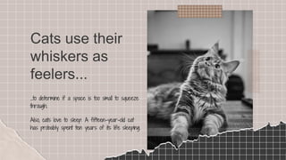 SLIDESMANIA.COM
SLIDESMANIA.COM
Cats use their
whiskers as
feelers...
...to determine if a space is too small to squeeze
through.
Also, cats love to sleep. A fifteen-year-old cat
has probably spent ten years of its life sleeping.
 