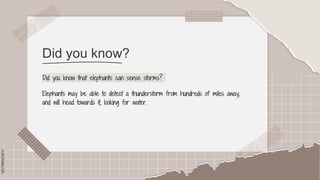 SLIDESMANIA.COM
SLIDESMANIA.COM
Did you know?
Did you know that elephants can sense storms?
Elephants may be able to detect a thunderstorm from hundreds of miles away,
and will head towards it, looking for water.
 