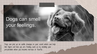 SLIDESMANIA.COM
SLIDESMANIA.COM
Dogs can smell
your feelings.
Dogs can pick up on subtle changes in your scent, which can help
him figure out how you are feeling, such as by smelling your
perspiration when you become nervous or fearful.
 