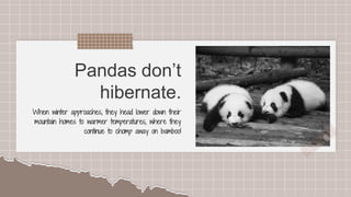 SLIDESMANIA.COM
SLIDESMANIA.COM
Pandas don’t
hibernate.
When winter approaches, they head lower down their
mountain homes to warmer temperatures, where they
continue to chomp away on bamboo!
 