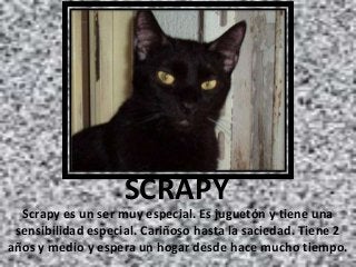SCRAPY
Scrapy es un ser muy especial. Es juguetón y tiene una
sensibilidad especial. Cariñoso hasta la saciedad. Tiene 2
años y medio y espera un hogar desde hace mucho tiempo.

 