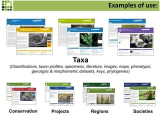 Examples of use:

Taxa
(Classifications, taxon profiles, specimens, literature, images, maps, phenotypic,
genotypic & morphometric datasets, keys, phylogenies)

Conservation

Projects

Regions

Societies

 
