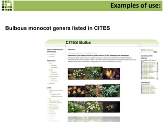 Examples of use:
Bulbous monocot genera listed in CITES

 