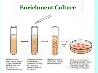 Enrichment Culture
 
