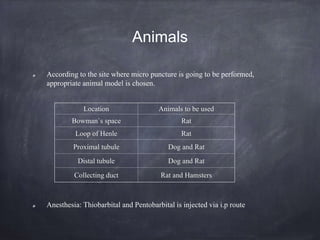 Animals
According to the site where micro puncture is going to be performed,
appropriate animal model is chosen.
Anesthesia: Thiobarbital and Pentobarbital is injected via i.p route
Location Animals to be used
Bowman`s space Rat
Loop of Henle Rat
Proximal tubule Dog and Rat
Distal tubule Dog and Rat
Collecting duct Rat and Hamsters
 