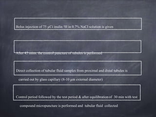 Bolus injection of 75 µCi inulin 3H in 0.7% NaCl solution is given
After 45 mins. the control puncture of tubules is performed
Direct collection of tubular fluid samples from proximal and distal tubules is
carried out by glass capillary (8-10 µm external diameter)
Control period followed by the test period & after equilibration of 30 min with test
compound micropuncture is performed and tubular fluid collected
 