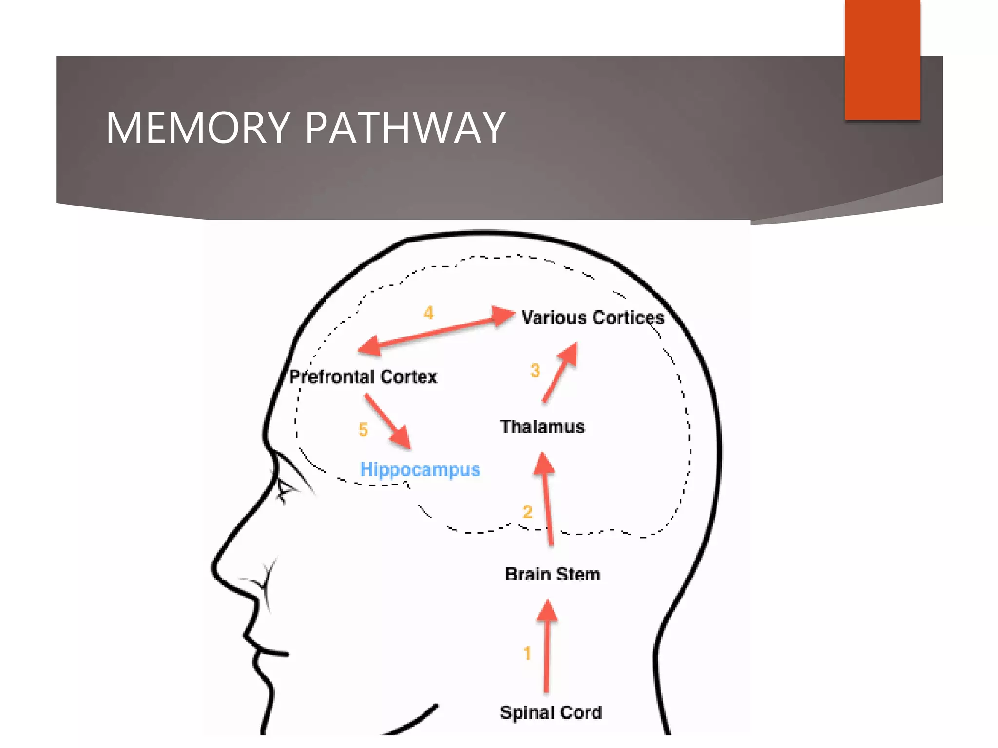MEMORY PATHWAY
 