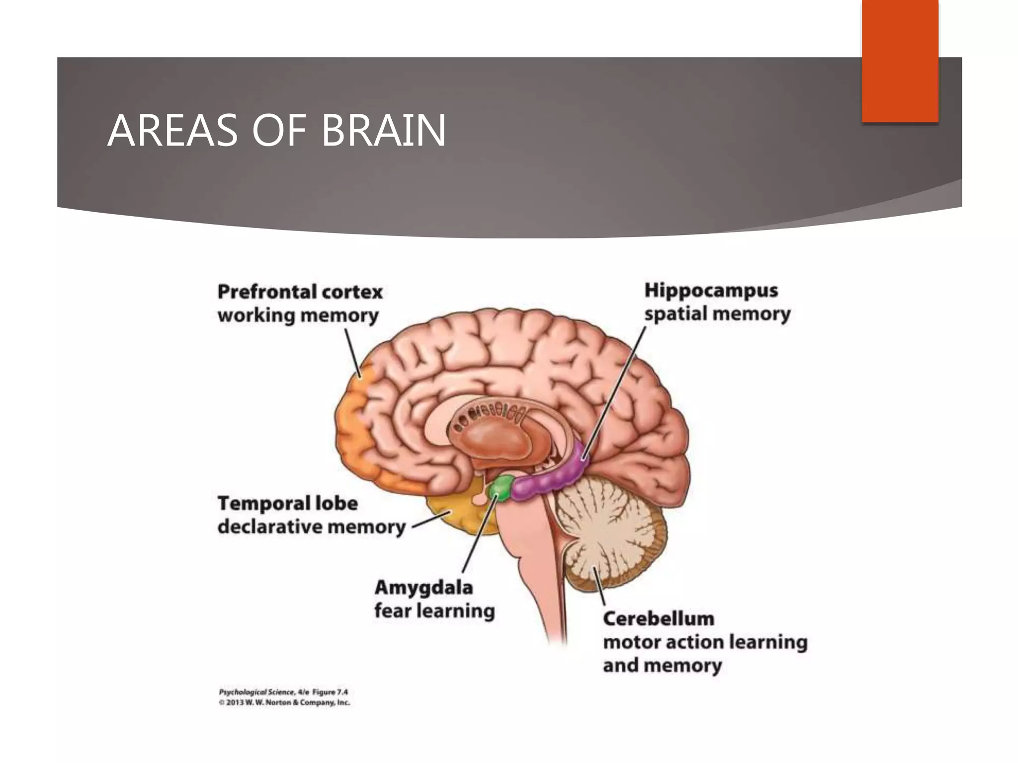 AREAS OF BRAIN
 