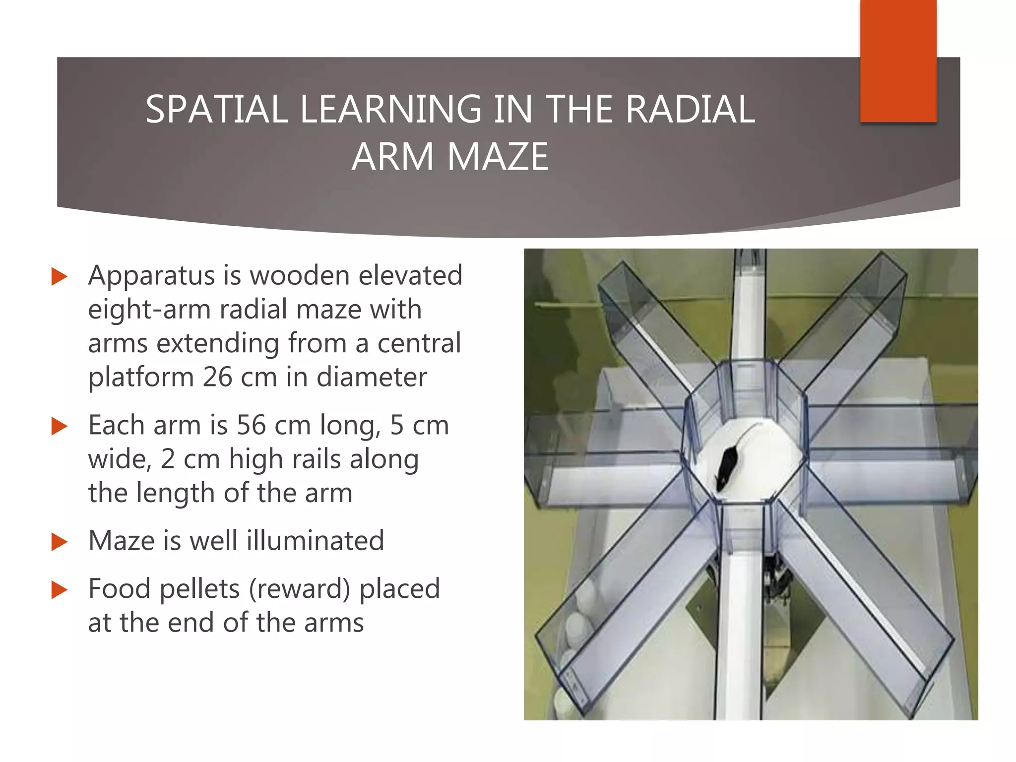 SPATIAL LEARNING IN THE RADIAL
ARM MAZE
 Apparatus is wooden elevated
eight-arm radial maze with
arms extending from a central
platform 26 cm in diameter
 Each arm is 56 cm long, 5 cm
wide, 2 cm high rails along
the length of the arm
 Maze is well illuminated
 Food pellets (reward) placed
at the end of the arms
 