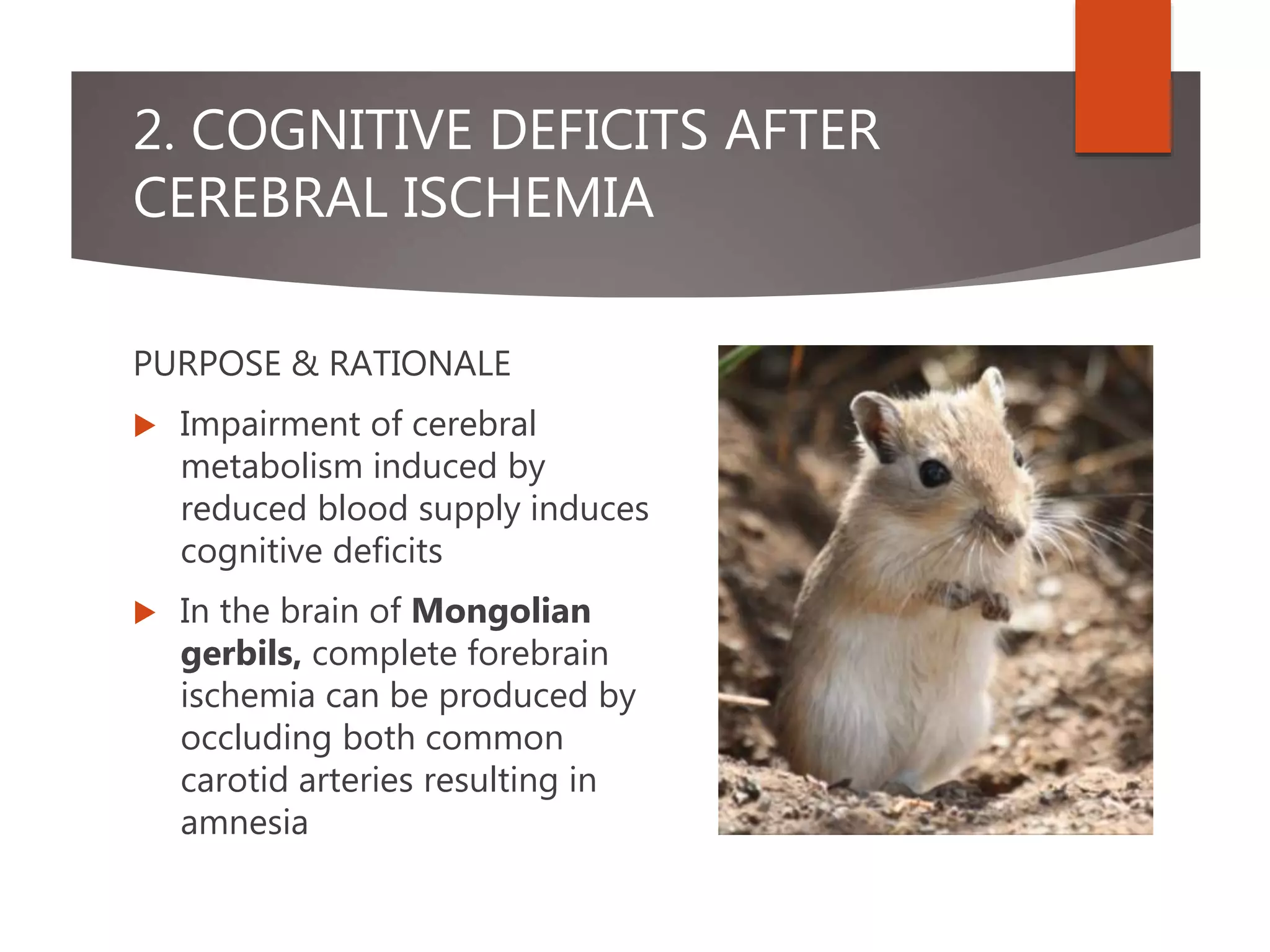 2. COGNITIVE DEFICITS AFTER
CEREBRAL ISCHEMIA
PURPOSE & RATIONALE
 Impairment of cerebral
metabolism induced by
reduced blood supply induces
cognitive deficits
 In the brain of Mongolian
gerbils, complete forebrain
ischemia can be produced by
occluding both common
carotid arteries resulting in
amnesia
 