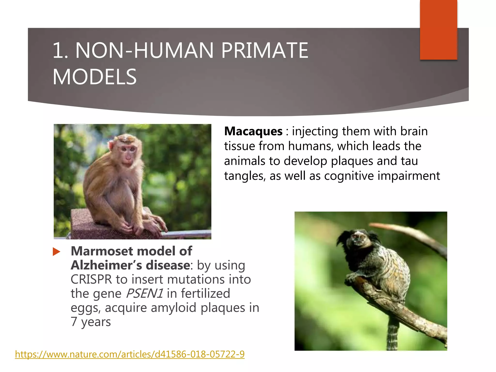 1. NON-HUMAN PRIMATE
MODELS
 Marmoset model of
Alzheimer’s disease: by using
CRISPR to insert mutations into
the gene PSEN1 in fertilized
eggs, acquire amyloid plaques in
7 years
https://www.nature.com/articles/d41586-018-05722-9
Macaques : injecting them with brain
tissue from humans, which leads the
animals to develop plaques and tau
tangles, as well as cognitive impairment
 