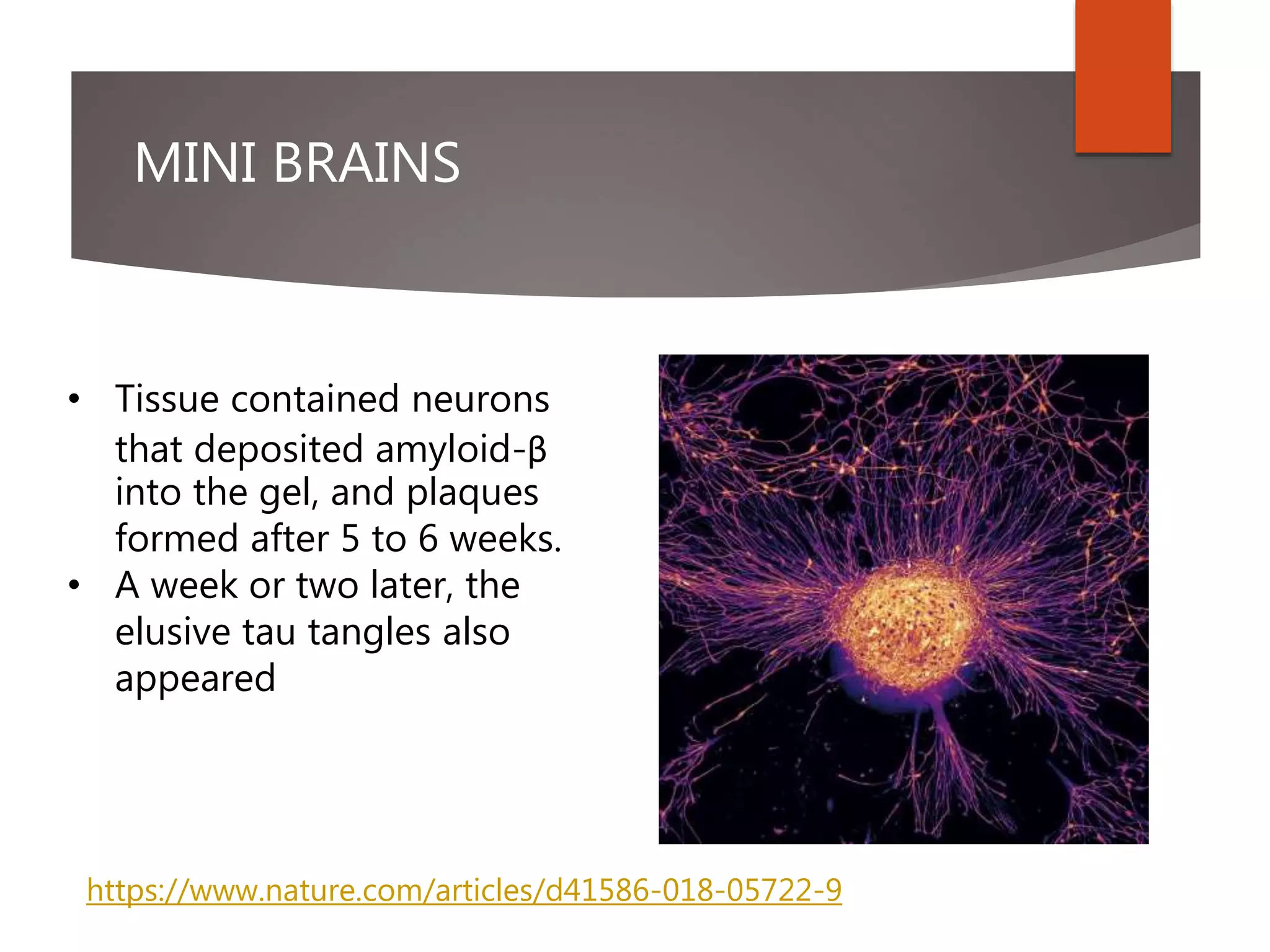 MINI BRAINS
• Tissue contained neurons
that deposited amyloid-β
into the gel, and plaques
formed after 5 to 6 weeks.
• A week or two later, the
elusive tau tangles also
appeared
https://www.nature.com/articles/d41586-018-05722-9
 