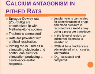CALCIUM ANTAGONISM IN
PITHED RATS
 Sprague-Dawley rats
(250-350g) are
anesthetized ip with
Methohexitone sodium.
 Trachea is cannulated
 Rats are provided with
artificial respiration.
 Pithing rod is used as a
stimulating electrode and
continuous electrical
stimulation producing a
cardio-accelerator
response.
 Jugular vein is cannulated
for administration of drugs
and blood pressure is
recorded via carotid artery
using a pressure transducer.
 In the femoral region, an
indifferent electrode is
inserted sc
 CCBs & beta blockers are
administered which causes
tachycardia
 ID50 calculated and
compared.
 