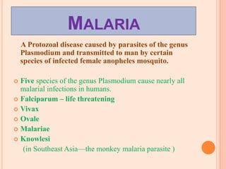 MALARIA
A Protozoal disease caused by parasites of the genus
Plasmodium and transmitted to man by certain
species of infected female anopheles mosquito.
 Five species of the genus Plasmodium cause nearly all
malarial infections in humans.
 Falciparum – life threatening
 Vivax
 Ovale
 Malariae
 Knowlesi
(in Southeast Asia—the monkey malaria parasite )
 
