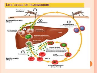 LIFE CYCLE OF PLASMODIUM
 