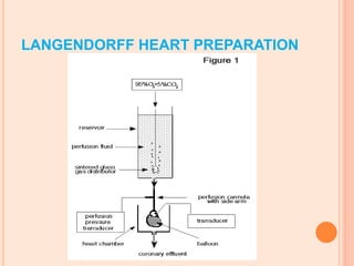 LANGENDORFF HEART PREPARATION
 