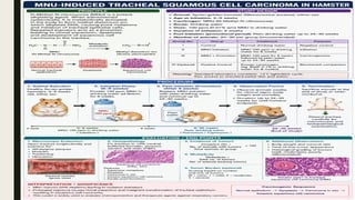 Pharmacological and Toxicological Screening Methods for Cancer Detection and Research