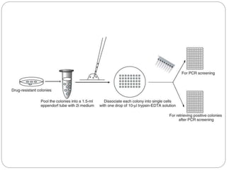 Screening methods for cloned libraries | PPTX