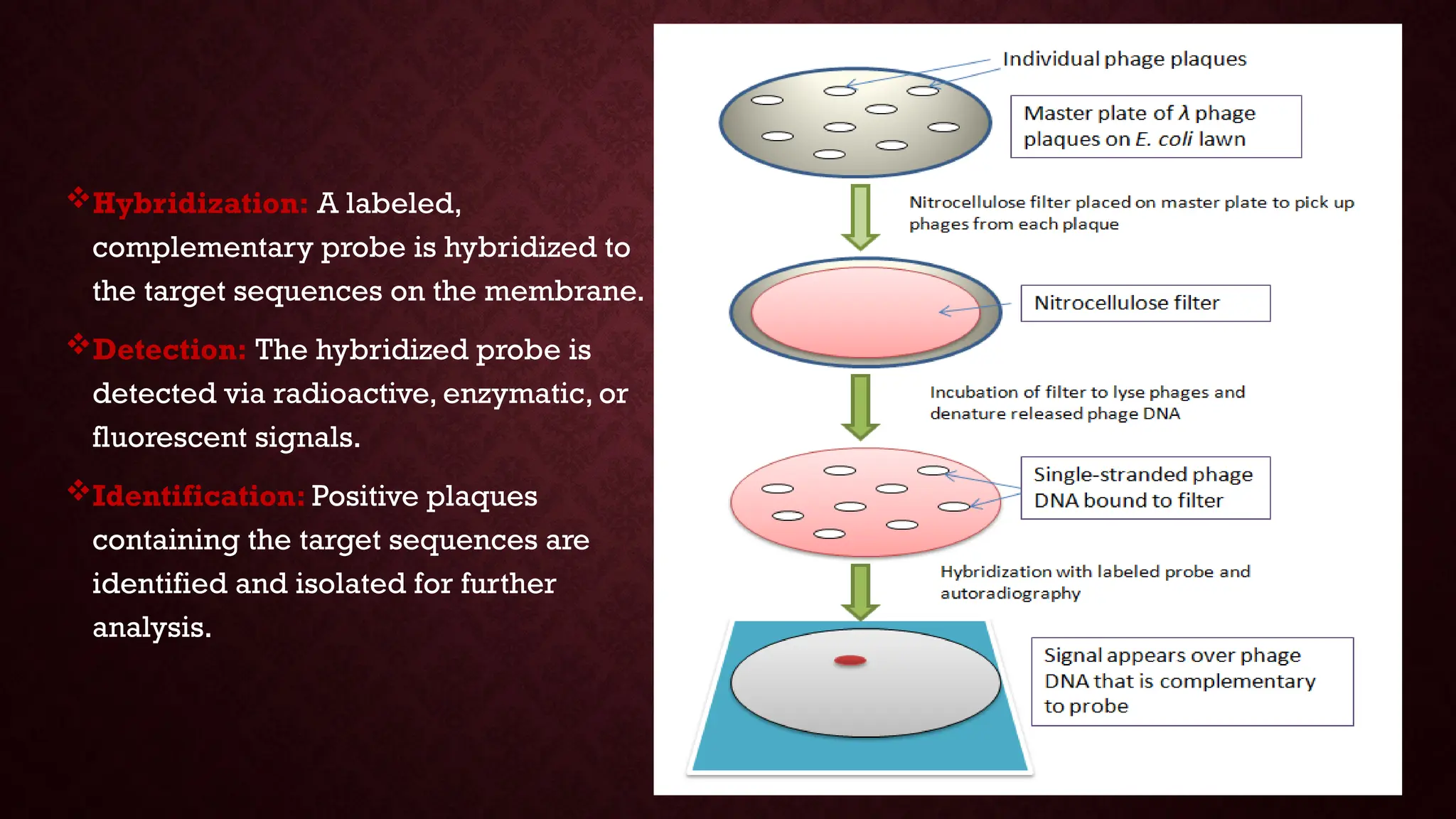 Screening Methods for clone identification | PPTX