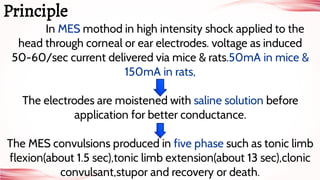 In MES mothod in high intensity shock applied to the
head through corneal or ear electrodes. voltage as induced
50-60/sec current delivered via mice & rats.50mA in mice &
150mA in rats,
The electrodes are moistened with saline solution before
application for better conductance.
The MES convulsions produced in five phase such as tonic limb
flexion(about 1.5 sec),tonic limb extension(about 13 sec),clonic
convulsant,stupor and recovery or death.
Principle
 