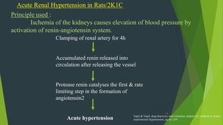 13
Acute Renal Hypertension in Rats/2K1C
Principle used :
Ischemia of the kidneys causes elevation of blood pressure by
activation of renin-angiotensin system.
Clamping of renal artery for 4h
Accumulated renin released into
circulation after releasing the vessel
Protease renin catalyses the first & rate
limiting step in the formation of
angiotensin2
Acute hypertension Vogel & Vogel, drug discovery and evaluation ,chapter A2, methods to induce
experimental Hypertension, pg no -239 .
 