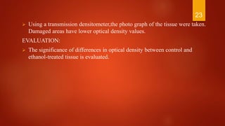  Using a transmission densitometer,the photo graph of the tissue were taken.
Damaged areas have lower optical density values.
EVALUATION:
 The significance of differences in optical density between control and
ethanol-treated tissue is evaluated.
23
 