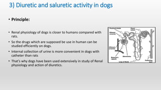 Screening models diuretics and analgesics