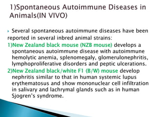  Several spontaneous autoimmune diseases have been
reported in several inbred animal strains:
1)New Zealand black mouse (NZB mouse) develops a
spontaneous autoimmune disease with autoimmune
hemolytic anemia, splenomegaly, glomerulonephritis,
lymphoproliferative disorders and peptic ulcerations.
2)New Zealand black/white F1 (B/W) mouse develop
nephritis similar to that in human systemic lupus
erythematosus and show mononuclear cell infiltration
in salivary and lachrymal glands such as in human
Sjogren’s syndrome.
 