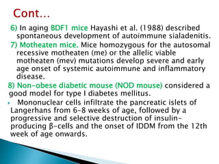 6) In aging BDF1 mice Hayashi et al. (1988) described
spontaneous development of autoimmune sialadenitis.
7) Motheaten mice. Mice homozygous for the autosomal
recessive motheaten (me) or the allelic viable
motheaten (mev) mutations develop severe and early
age onset of systemic autoimmune and inflammatory
disease.
8) Non-obese diabetic mouse (NOD mouse) considered a
good model for type I diabetes mellitus.
 Mononuclear cells infiltrate the pancreatic islets of
Langerhans from 6–8 weeks of age, followed by a
progressive and selective destruction of insulin-
producing β-cells and the onset of IDDM from the 12th
week of age onwards.
 