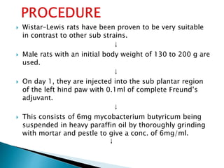  Wistar–Lewis rats have been proven to be very suitable
in contrast to other sub strains.
↓
 Male rats with an initial body weight of 130 to 200 g are
used.
↓
 On day 1, they are injected into the sub plantar region
of the left hind paw with 0.1ml of complete Freund’s
adjuvant.
↓
 This consists of 6mg mycobacterium butyricum being
suspended in heavy paraffin oil by thoroughly grinding
with mortar and pestle to give a conc. of 6mg/ml.
↓
 