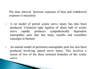 The time interval between exposure of heat and withdrawal
response is measured
 A rat model of partial sciatic nerve injury has also been
produced. Unilateral tight ligation of about half of sciatic
nerve rapidly produces sympathetically dependent
neuropathic pain that last many months and resembles
causalgia in humans
 An animal model of persistent neuropathic pain has also been
produced involving spared nerve injury. This involves a
lesion of two of the three terminal branches of the sciatic
nerve
 