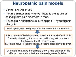 Neuropathic pain models
 Bennet and Xie (1988)
 Partial somatosensory nerve injury is the cause of
causalgiform pain disorders in man.
 Causalgia = spontaneous burning pain + hyperalgesia +
allodynia
 ProcedureMale Sparague-Dawley rats anesthetized with 4% halothane
Sciatic nerves of both legs are exposed at the level of mid thigh.
Four(4-0) chromic gut sutures are tied loosely with a square
knot around the Rt. sciatic nerve.
Lt. sciatic nerve is just mobilized. Incisions closed layer to layer.
During the next days, the animals show a mild eversion of the
affected paw and a mild-to-moderate degree of foot drop.
 