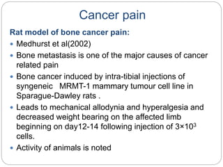 Cancer pain
Rat model of bone cancer pain:
 Medhurst et al(2002)
 Bone metastasis is one of the major causes of cancer
related pain
 Bone cancer induced by intra-tibial injections of
syngeneic MRMT-1 mammary tumour cell line in
Sparague-Dawley rats .
 Leads to mechanical allodynia and hyperalgesia and
decreased weight bearing on the affected limb
beginning on day12-14 following injection of 3×103
cells.
 Activity of animals is noted
 