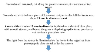 Stomachs are removed, cut along the greater curvature, & rinsed under tap
water
Stomach are stretched on a piece of foam core mat, a circular full thickness area,
about 13 mm in diameter is cut
4 rows with six holes 13 mm in diameter is placed on a sheet of clear glass,
with smooth side up, and bound the glass with photographic tape, previously
cut portion is placed on hole
The light from the source is illuminated on the holes & the negatives from
photographic plate are taken by the camera
 
