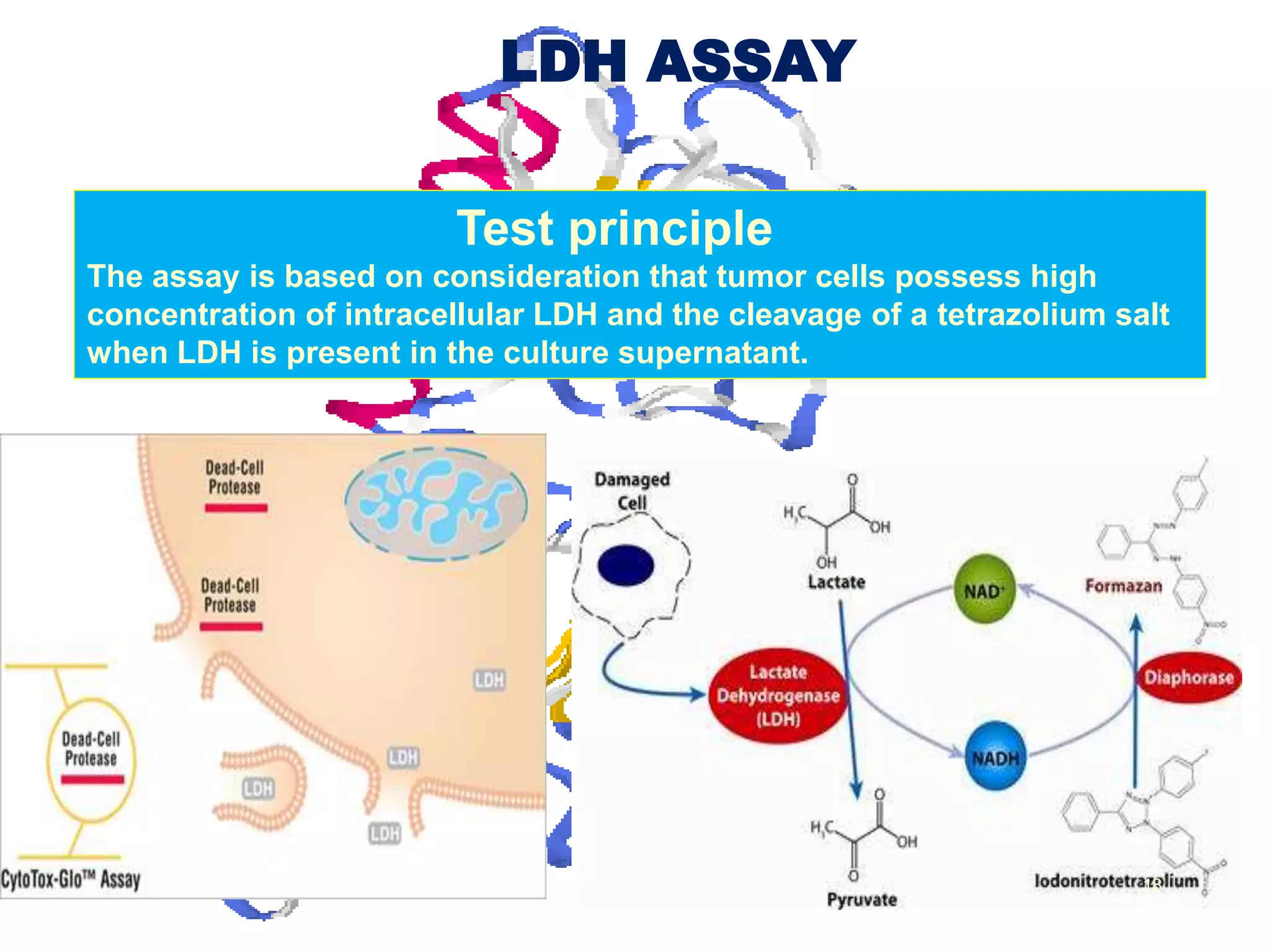 LDH ASSAY
Test principle
The assay is based on consideration that tumor cells possess high
concentration of intracellular LDH and the cleavage of a tetrazolium salt
when LDH is present in the culture supernatant.
18
 
