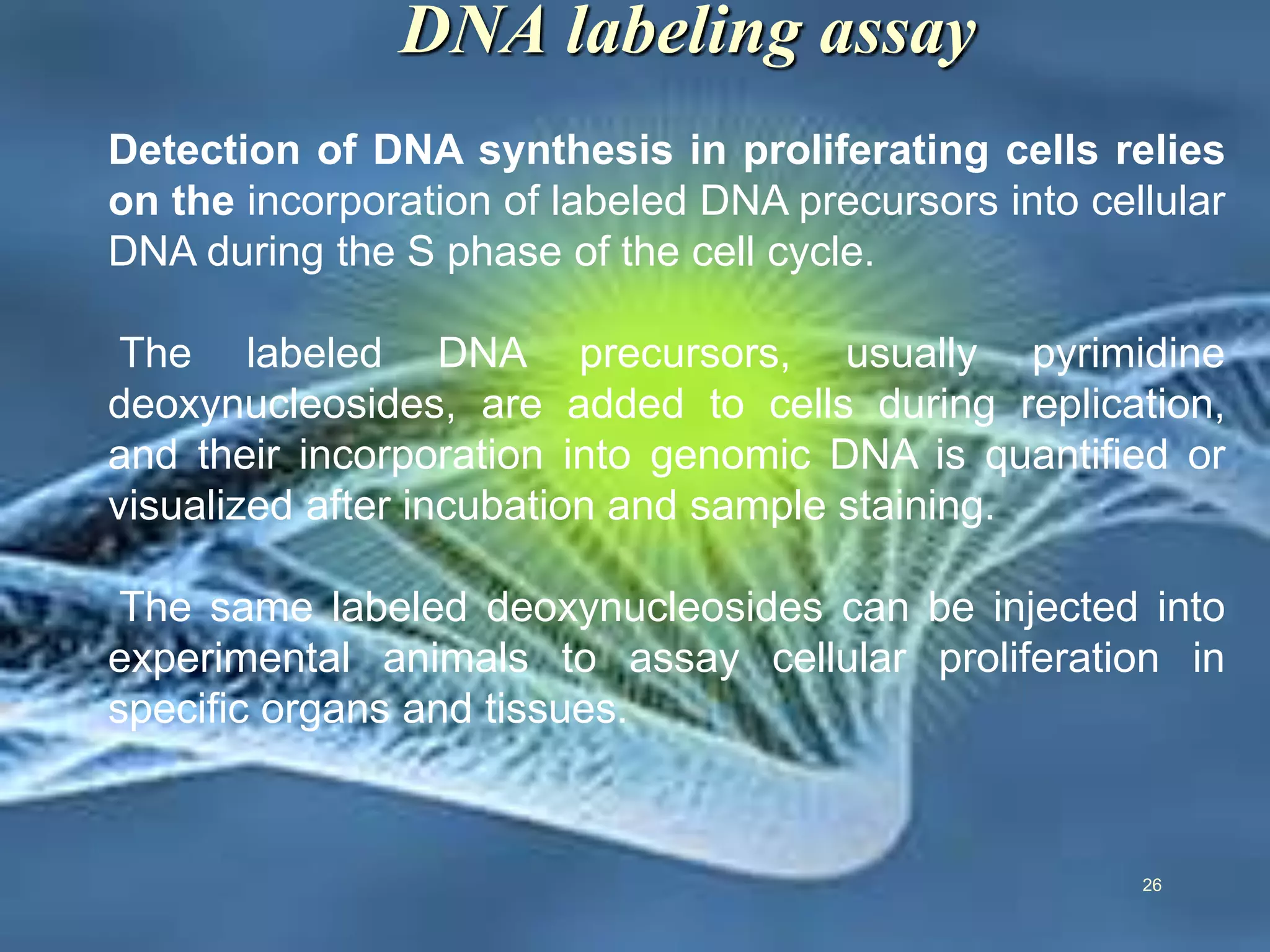 DNA labeling assay
Detection of DNA synthesis in proliferating cells relies
on the incorporation of labeled DNA precursors into cellular
DNA during the S phase of the cell cycle.
The labeled DNA precursors, usually pyrimidine
deoxynucleosides, are added to cells during replication,
and their incorporation into genomic DNA is quantified or
visualized after incubation and sample staining.
The same labeled deoxynucleosides can be injected into
experimental animals to assay cellular proliferation in
specific organs and tissues.
26
 