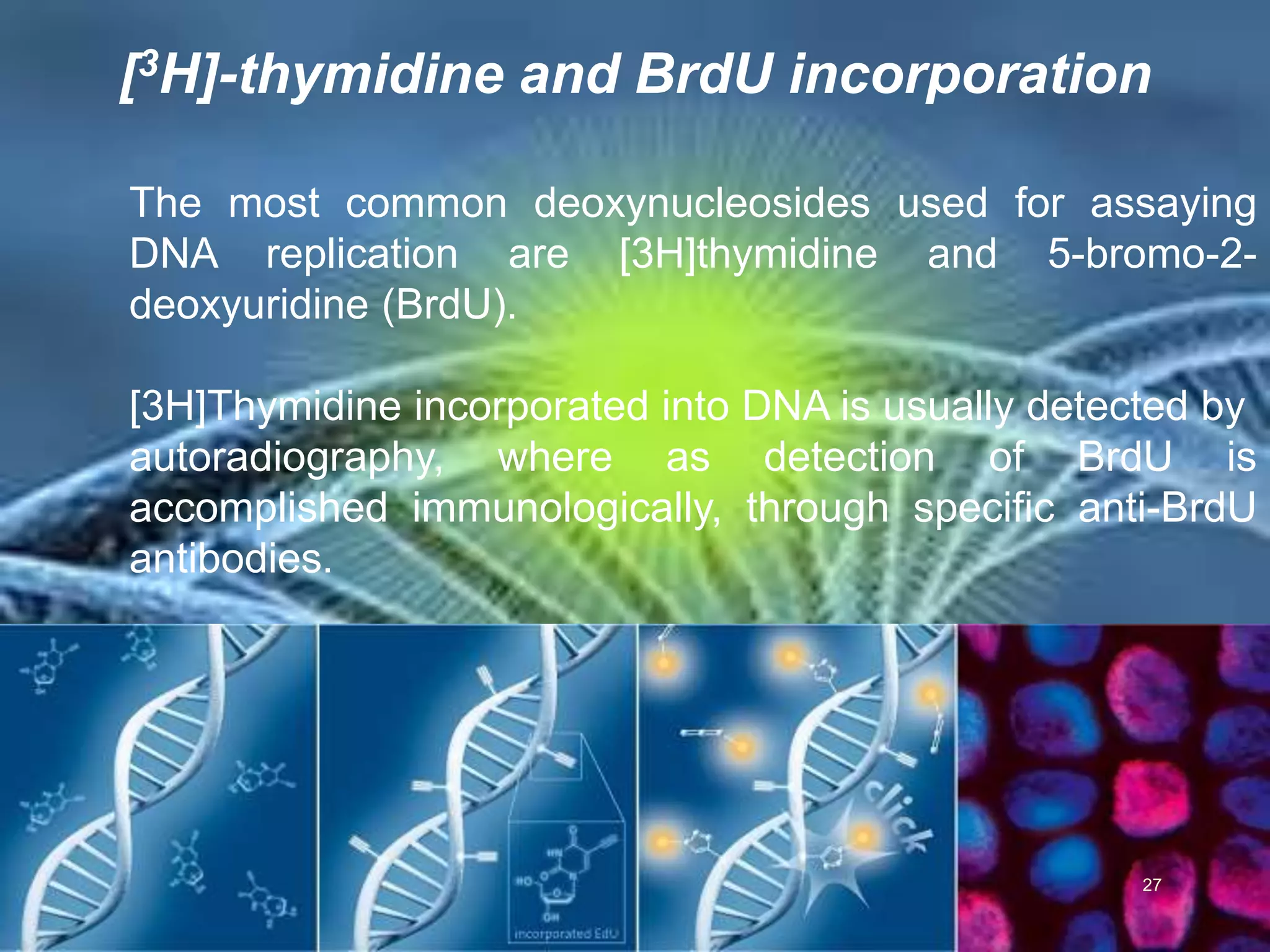 [3H]-thymidine and BrdU incorporation
The most common deoxynucleosides used for assaying
DNA replication are [3H]thymidine and 5-bromo-2-
deoxyuridine (BrdU).
[3H]Thymidine incorporated into DNA is usually detected by
autoradiography, where as detection of BrdU is
accomplished immunologically, through specific anti-BrdU
antibodies.
27
 