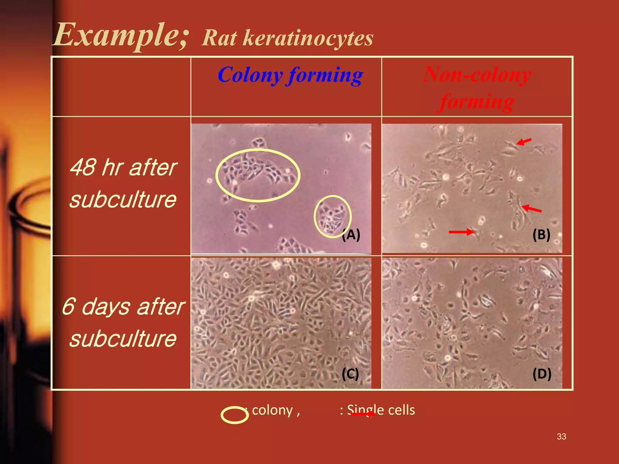 Example; Rat keratinocytes
(A) (B)
(C) (D)
Colony forming Non-colony
forming
48 hr after
subculture
6 days after
subculture
: colony , : Single cells
33
 
