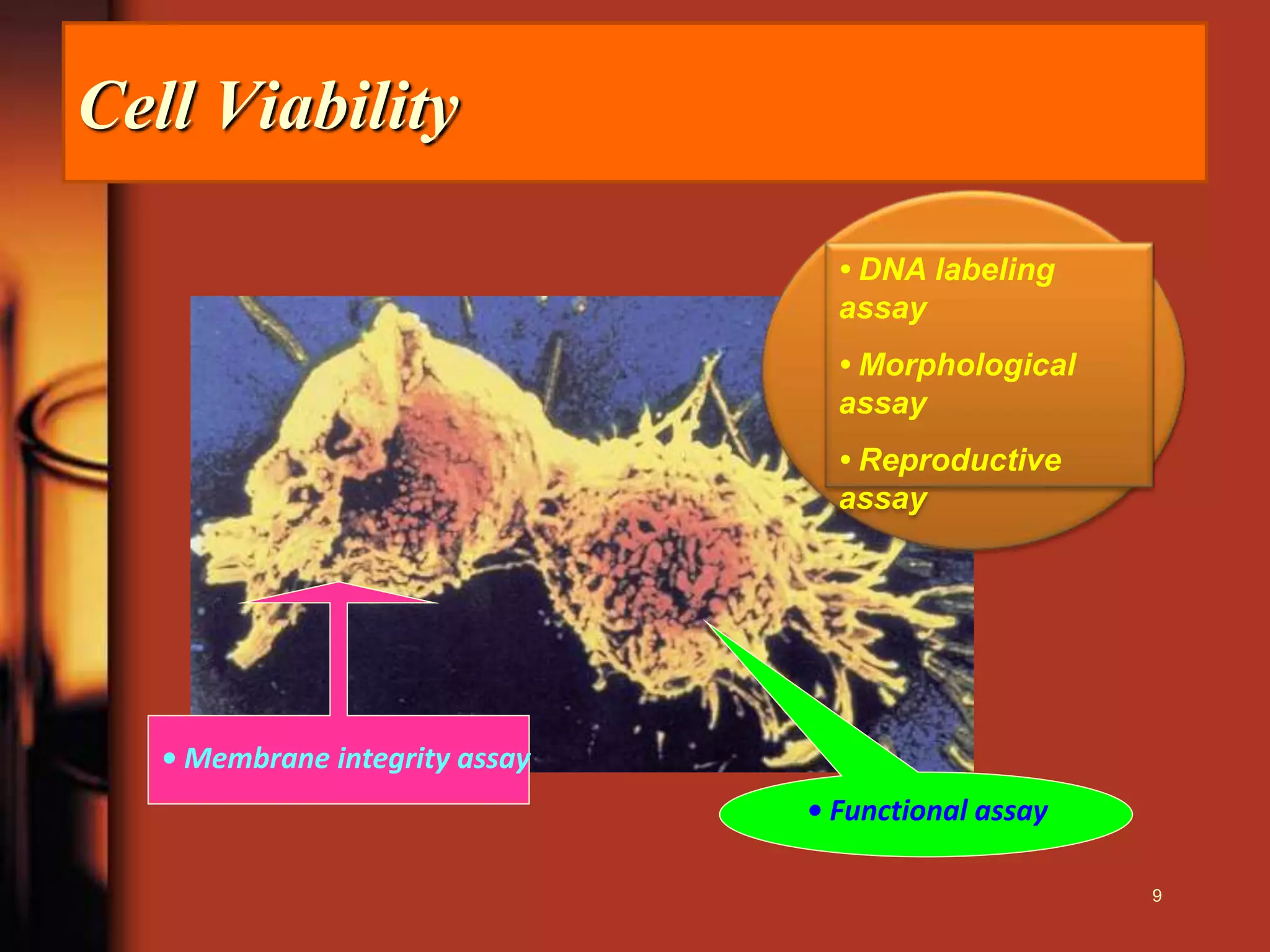 Cell Viability
• Functional assay
• DNA labeling
assay
• Morphological
assay
• Reproductive
assay
• Membrane integrity assay
9
 